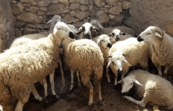 المدرسة الحقلية الافتراضية لتربية الأغنام