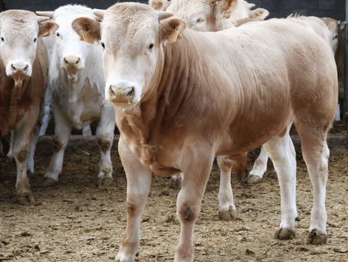 المدرسة الحقلية الافتراضية لتسمين العجول